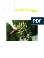 Cultivo de Platano