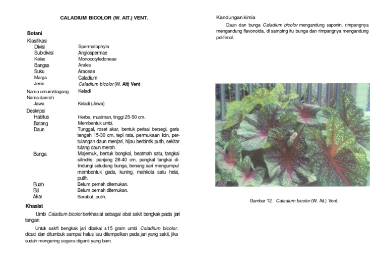 Porno seks video kino kelin