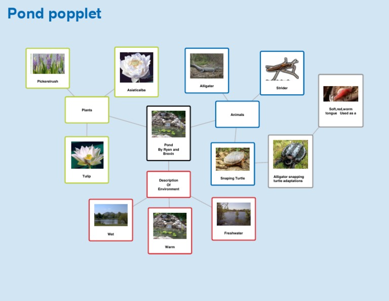 Pond Ecosystem: Plants & Animals | PDF