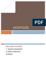 APOPTOZİS