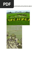 ARTE EM PLANTAÇÕES DE ARROZ