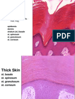 Thick Skin, Epidermis, - : Med. Mag