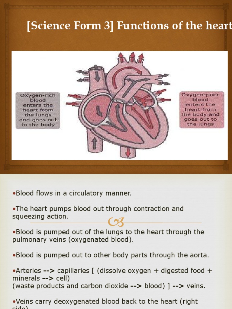 Functions of the Heart Explained | PDF
