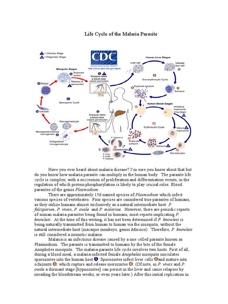 Life Cycle of The Malaria Parasite | PDF | Plasmodium | Malaria
