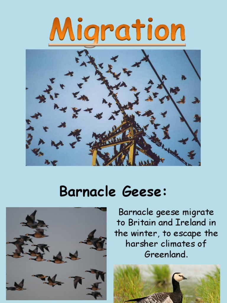 Migration | PDF