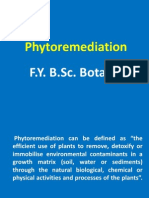 FY Phytoremediation