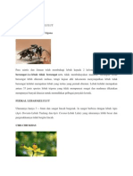 Kenali Lebah Kelulut
