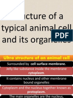 Ultra Structure of An Animal Cell