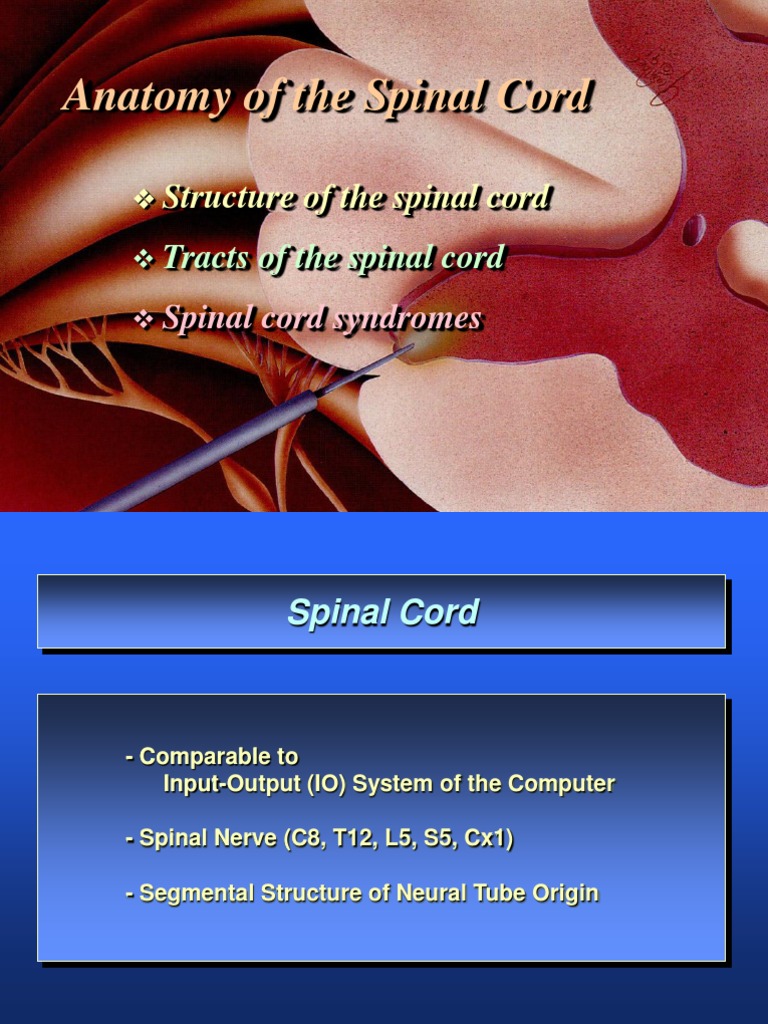 Spinal Cord Anatomy and Function | PDF | Spinal Cord | Vertebral Column