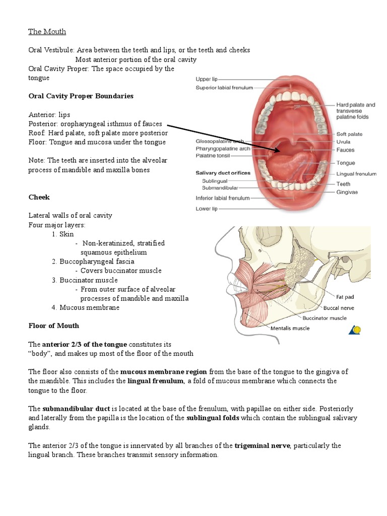 Anatomy Of Airways 2 Tongue Mouth