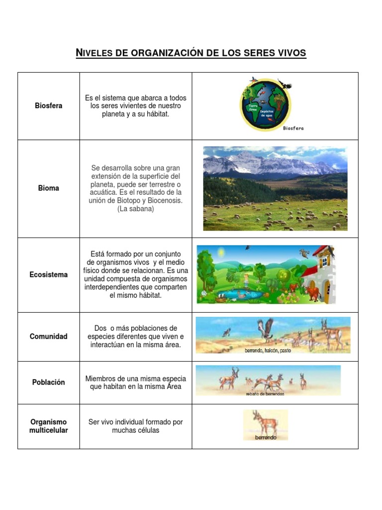 BIOLOGIA // NIVELES DE ORGANIZACIÓN DE LOS SERES VIVOS