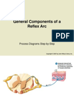 General Components of A Reflex Arc