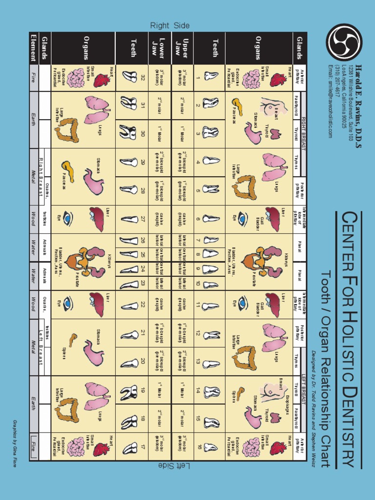 Relationship Chart PDF Pituitary Gland Endocrine System