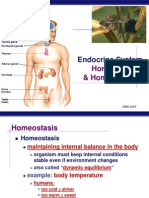 Endocrine System: Hormones & Homeostasis