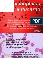 Haemophilus Influenzae