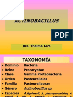 Actinobacillus: taxonomía, hábitat, morfología y patogenicidad de las principales especies