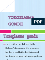 TOXOPLASMA   GONDII