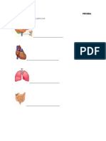 PRUEBA ciencias 1º