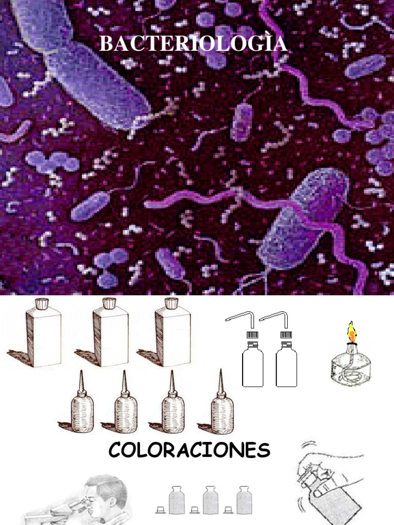 Técnicas de Coloración Bacteriológica | PDF | Bacterias Gram-negativo ...