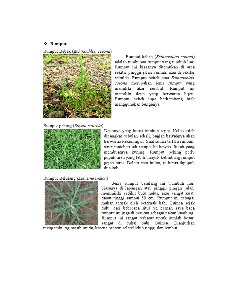 Klasifikasi dan Deskripsi Rumput | PDF | Griya & Taman