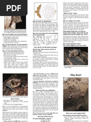 Bat Brochure