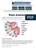 Male Anatomy