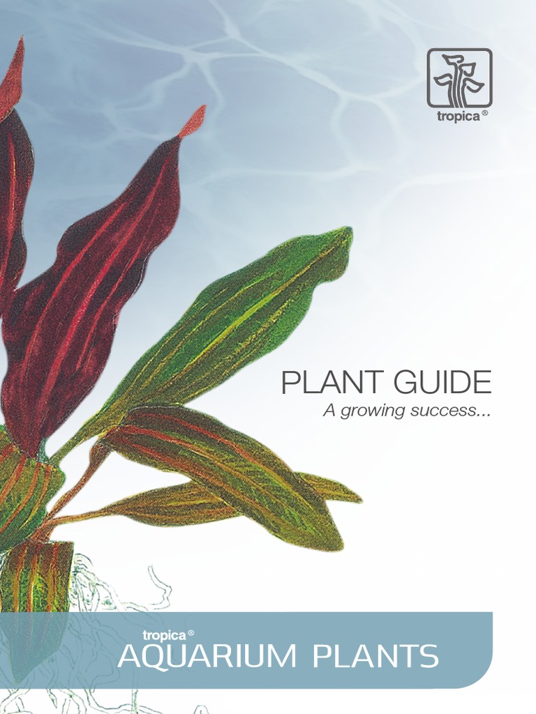 Plant Guide | PDF | Plants | Organisms