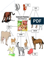 Harta Proiectului Animale Domestice