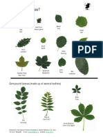 Tree Identification Guide