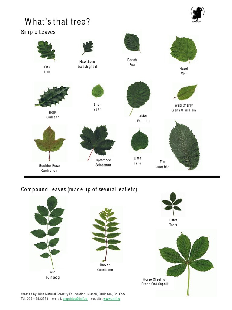 tree identification guide | Trees | Beech