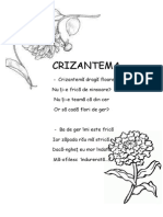 Crizantema