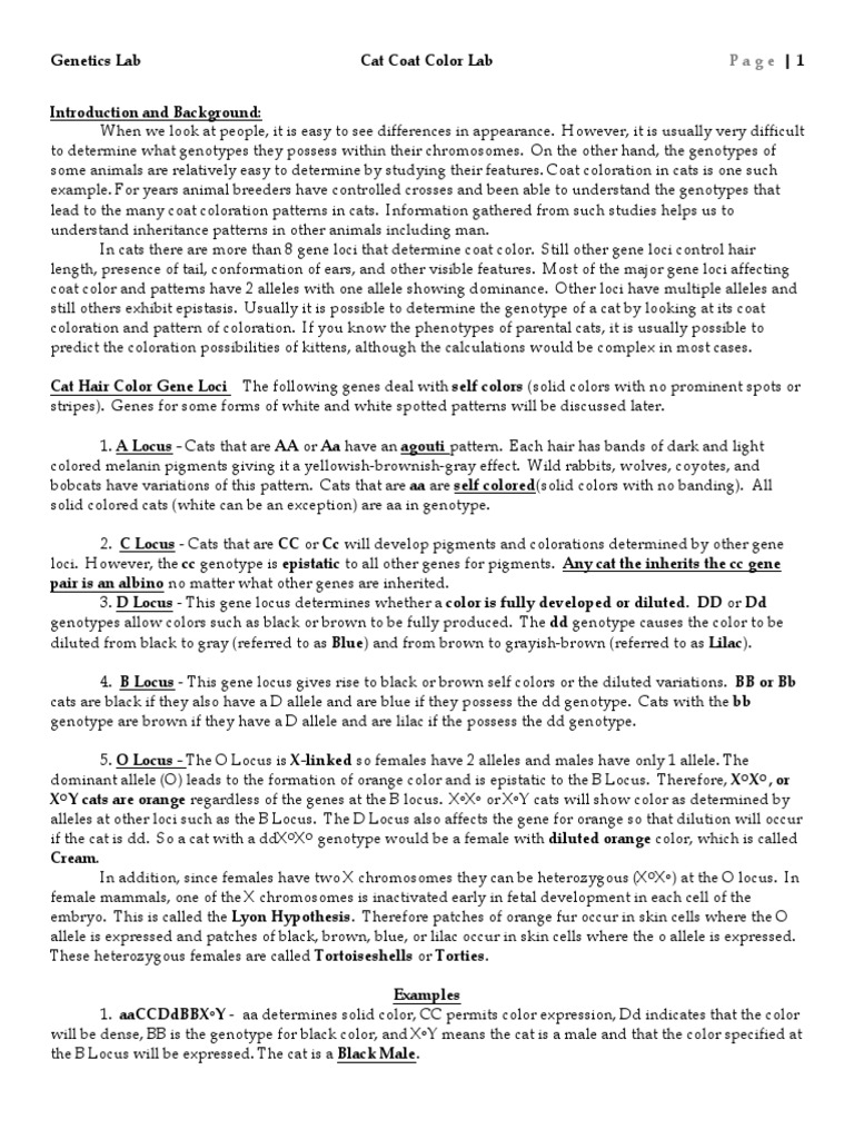 Cat Coat Color Lab Biol 415 PDF Genotype Dominance