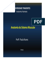 Sistema Muscular