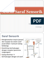 Sistem Saraf Sensorik