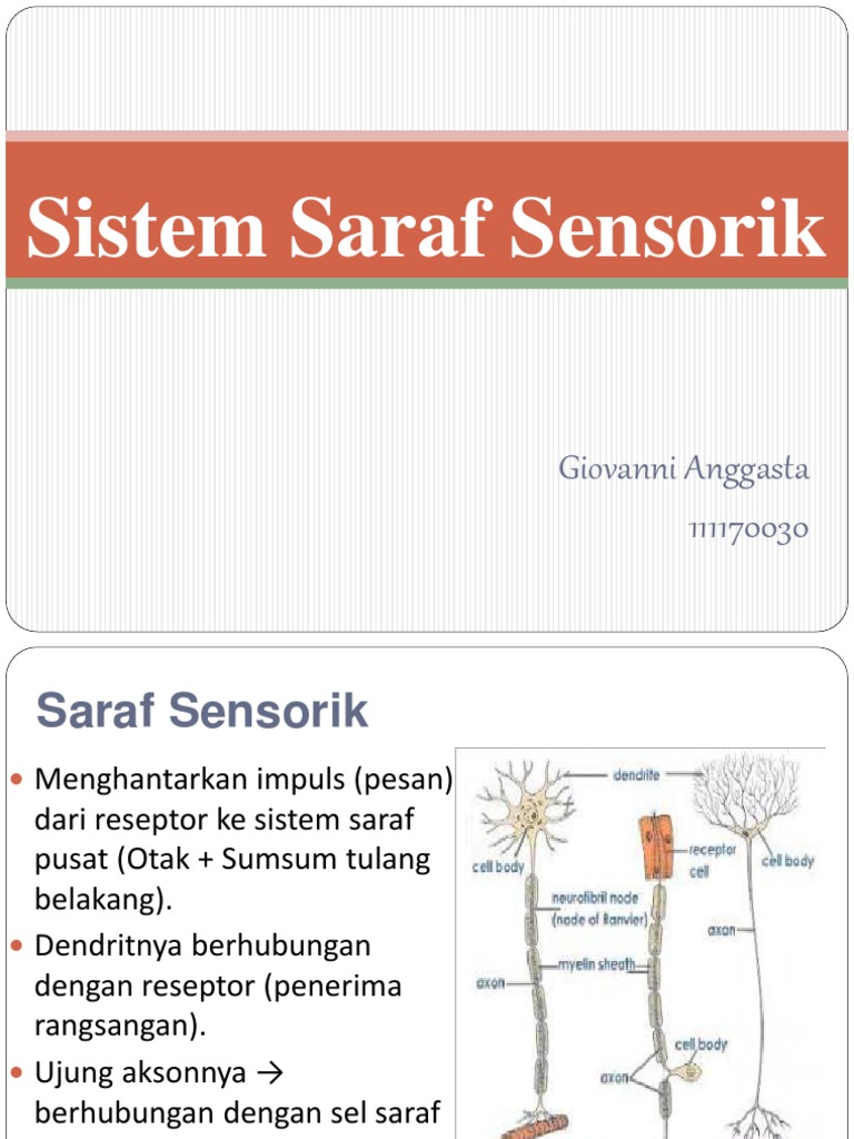 Fungsi dan Struktur Saraf Sensorik | PDF | Sains & Matematika