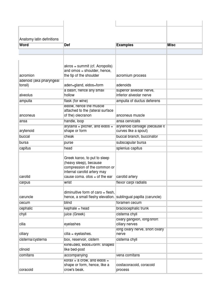 Latin Anatomy Terms | Common Carotid Artery | Stomach