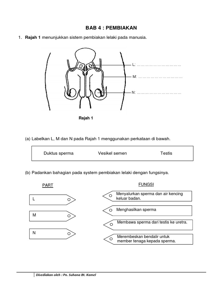 Latihan Pembiakan Pdf