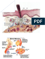 inflammatory response