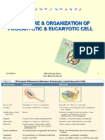 Sel Pro & Eukaryot