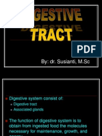 Digestive System Anatomy and Functions