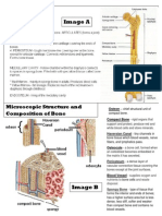 Skeletal Stations