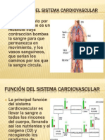 Exposicion Sistema Cardiovascular Cata