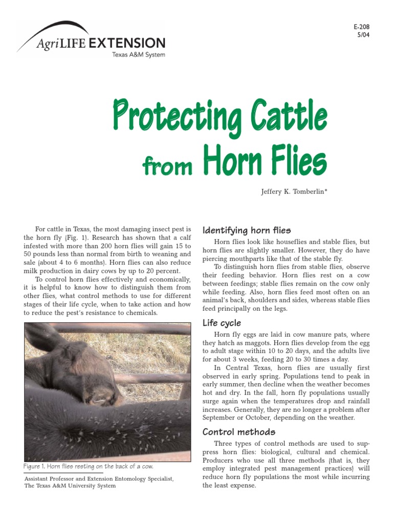 Texas Cattle Horn Fly Control Guide | PDF | Fly | Cattle