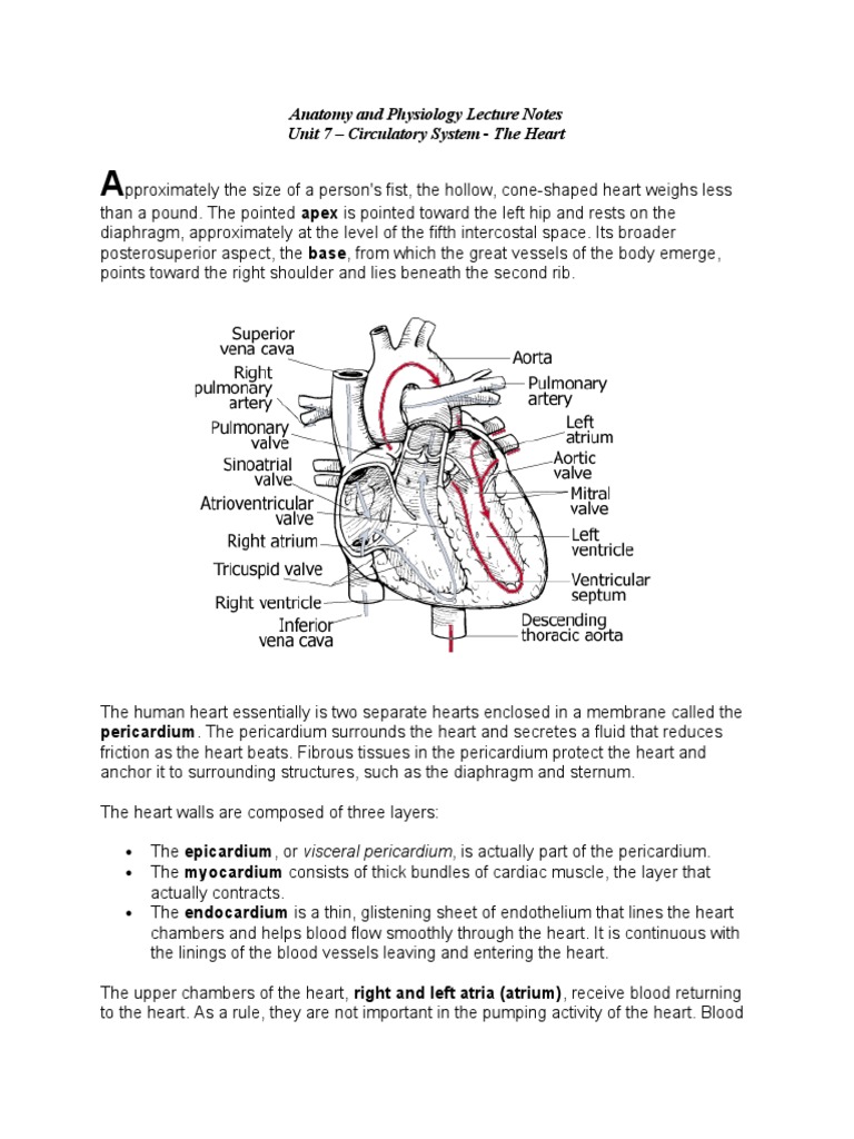 Cardiovascular System Anatomy Overview | PDF | Heart Valve | Heart