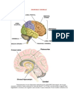 Emisferele_cerebrale