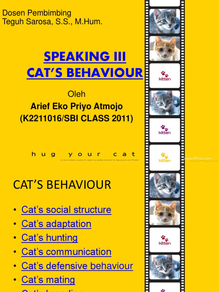 Understanding Cat Behavior Dynamics | PDF | Kitten | Cats