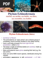 9. Echinodermata