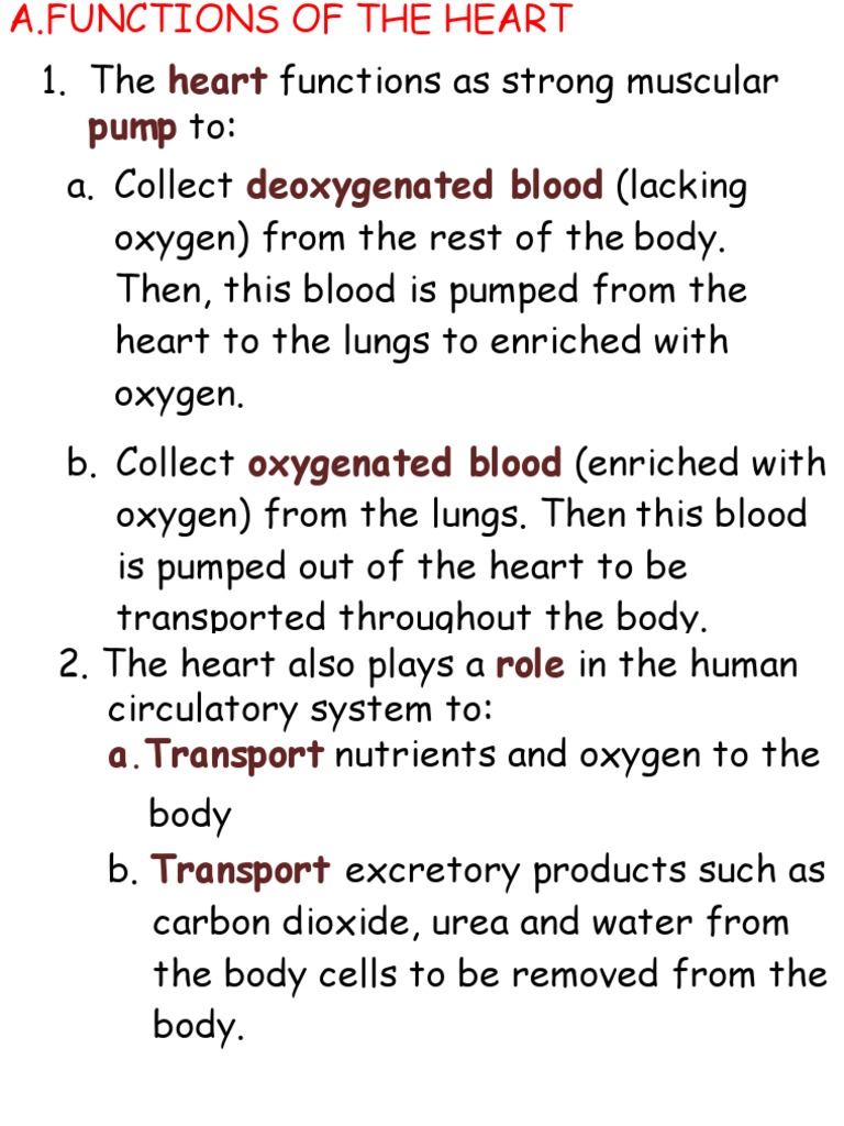 Heart Pump Deoxygenated Blood PDF Artery Vein