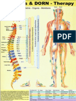 Meridians BLueprint in Relation To Spinal Dorn Therapy