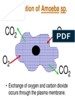 Respiration of Amoeba SP